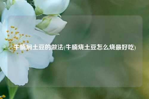 牛腩焖土豆的做法(牛腩烧土豆怎么烧最好吃)